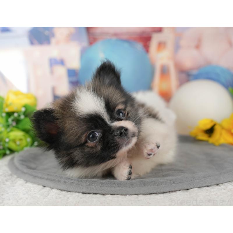 販売中の茨城県のミックス犬-444027の6枚目