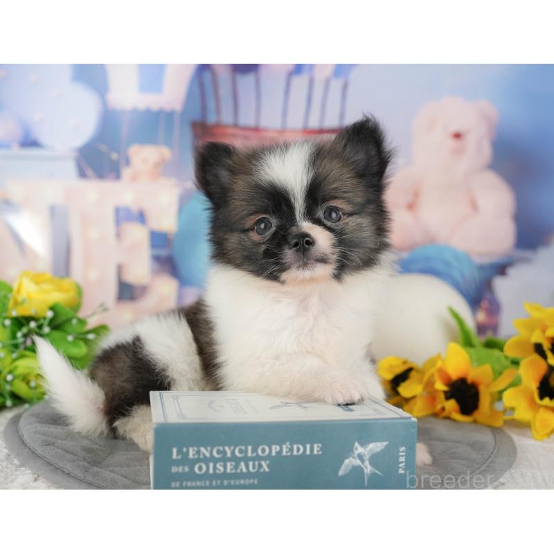 販売中の茨城県のミックス犬-444027の4枚目