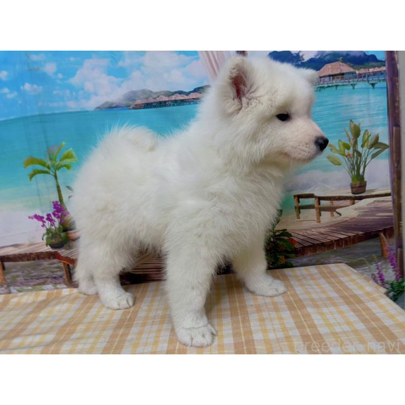 販売中の千葉県のサモエド-444028の5枚目