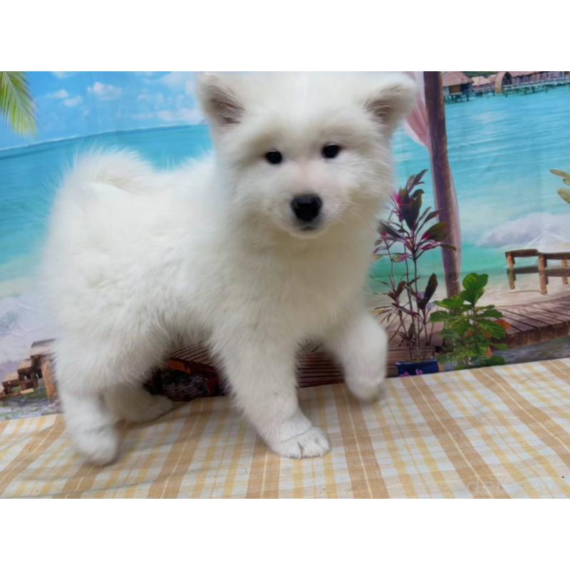 販売中の千葉県のサモエド-444028