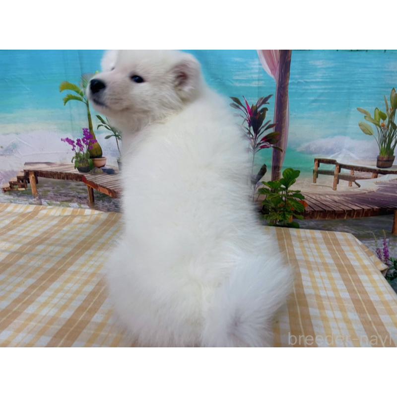 販売中の千葉県のサモエド-444028の4枚目