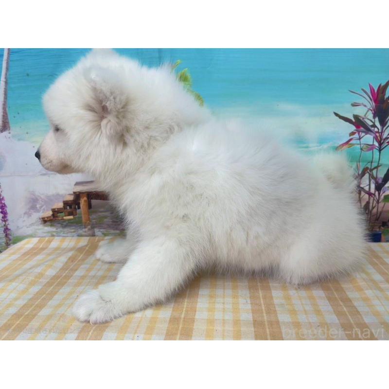 販売中の千葉県のサモエド-444028の3枚目