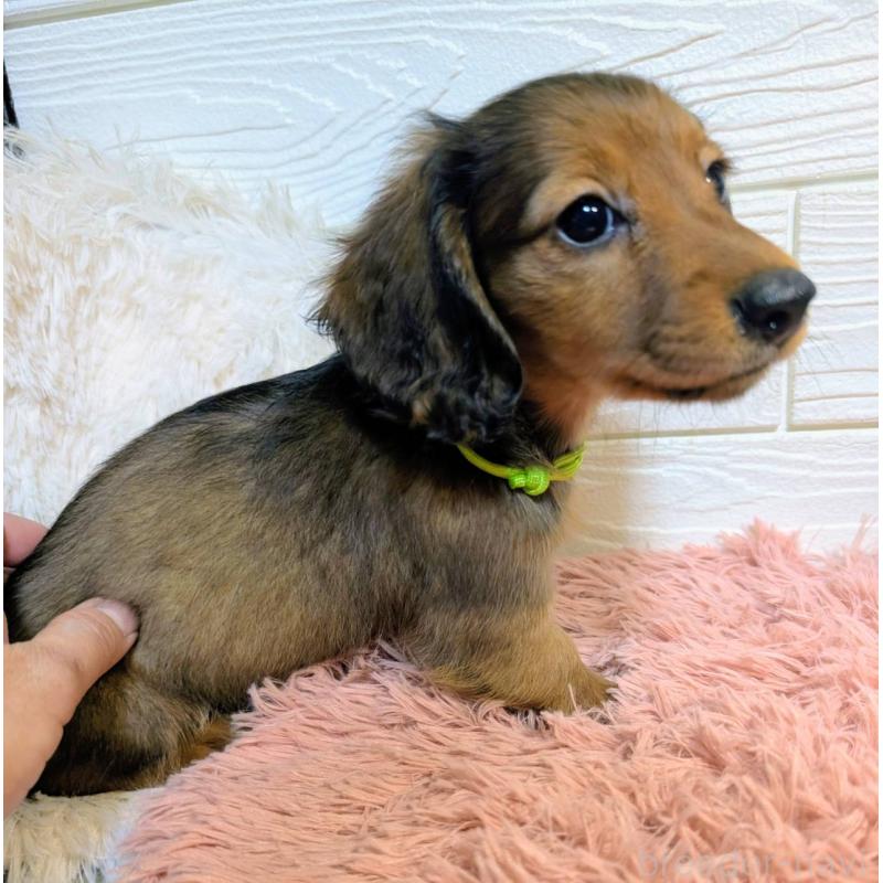 販売中の宮崎県のミニチュアダックスフンド(ロングヘアード)-444032の8枚目