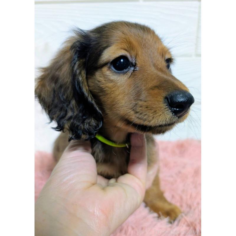 販売中の宮崎県のミニチュアダックスフンド(ロングヘアード)-444032の5枚目