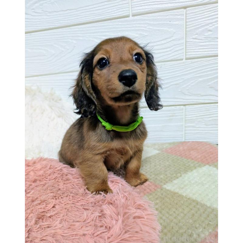 販売中の宮崎県のミニチュアダックスフンド(ロングヘアード)-444032の4枚目