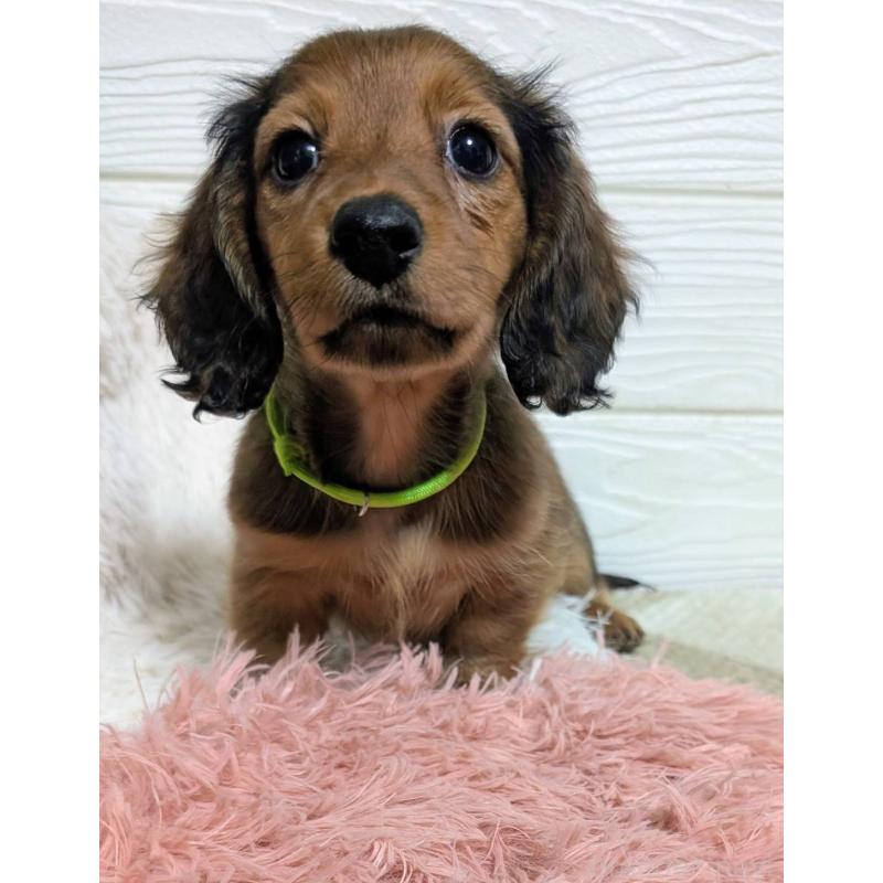 販売中の宮崎県のミニチュアダックスフンド(ロングヘアード)-444032の2枚目