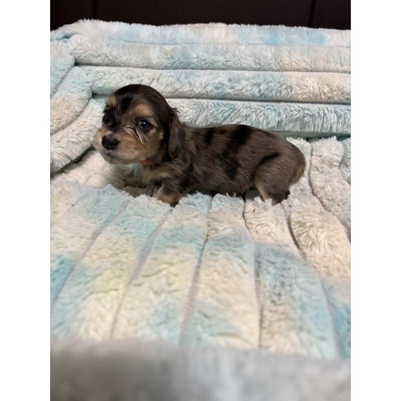 販売中の愛知県のミニチュアダックスフンド(ロングヘアード)-444034の3枚目