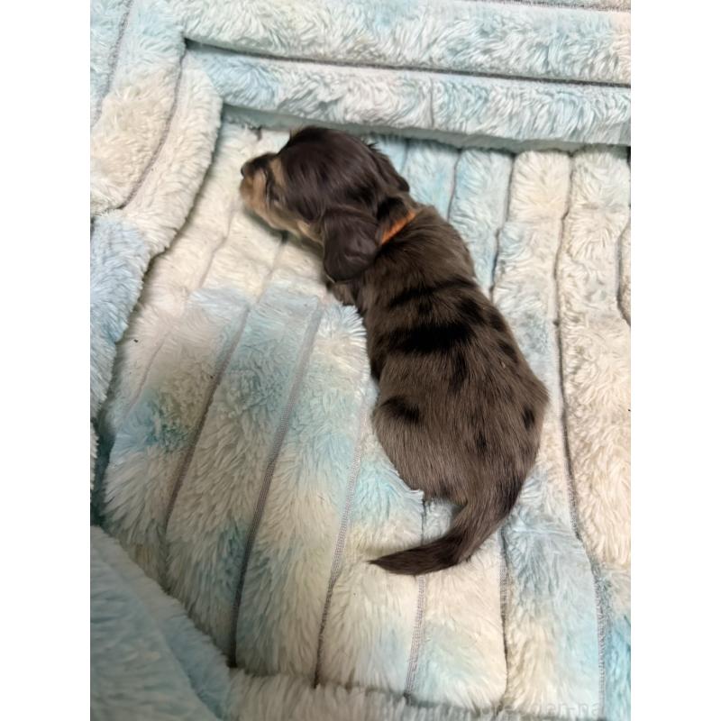 販売中の愛知県のミニチュアダックスフンド(ロングヘアード)-444034の2枚目