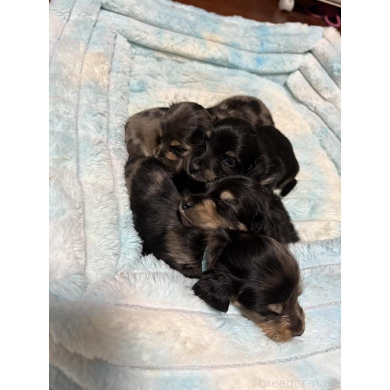 販売中の愛知県のミニチュアダックスフンド(ロングヘアード)-444036の2枚目