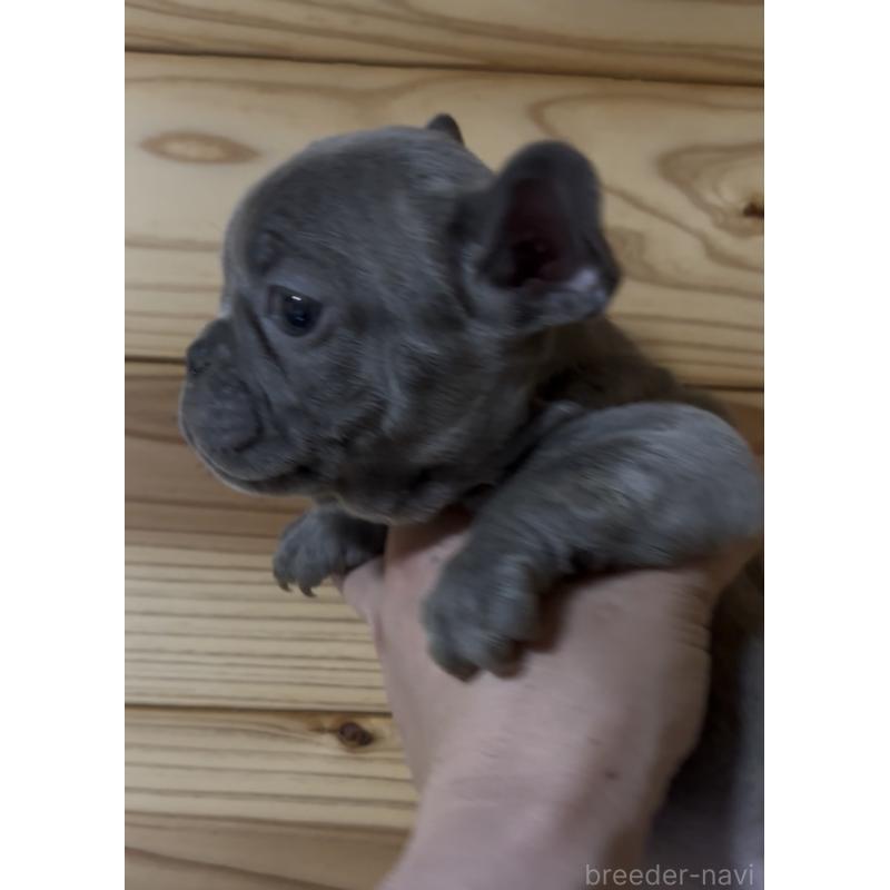 成約済の愛媛県のフレンチブルドッグ-438845の3枚目