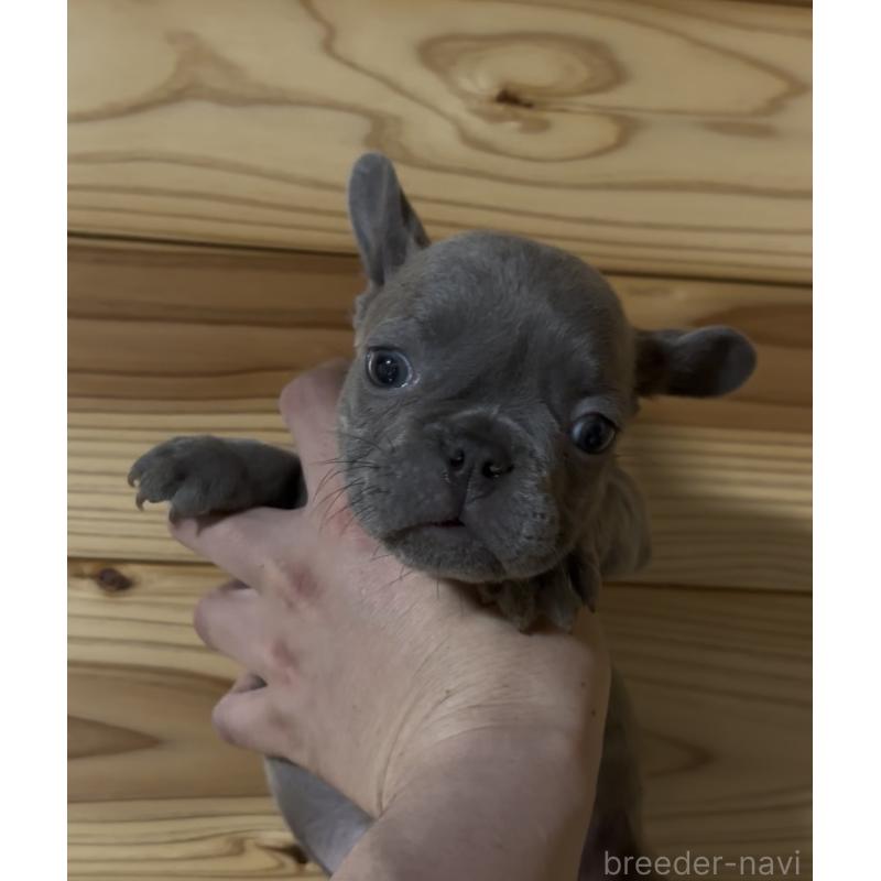 成約済の愛媛県のフレンチブルドッグ-438845の2枚目