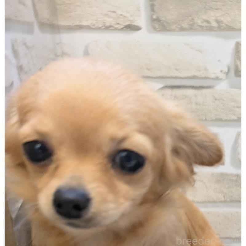 販売中の茨城県のチワワ(ロングコート)-444037の5枚目