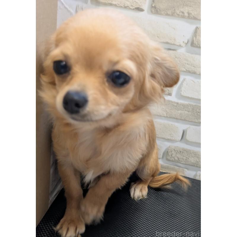 販売中の茨城県のチワワ(ロングコート)-444037の2枚目