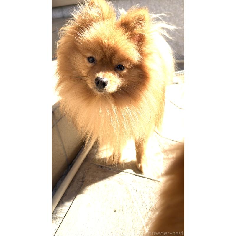 販売中の群馬県のポメラニアン-399185の3枚目