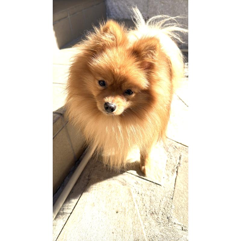 販売中の群馬県のポメラニアン-399185の2枚目