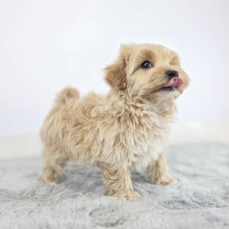 販売中の茨城県のマルプー:マルチーズ×トイプードル-444038の6枚目