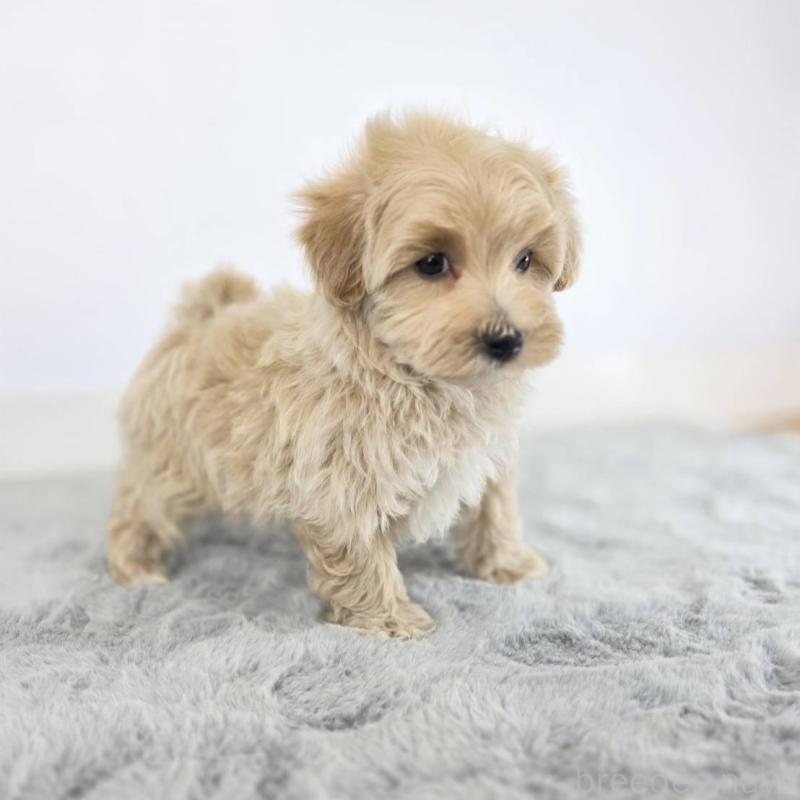 販売中の茨城県のマルプー:マルチーズ×トイプードル-444038の4枚目