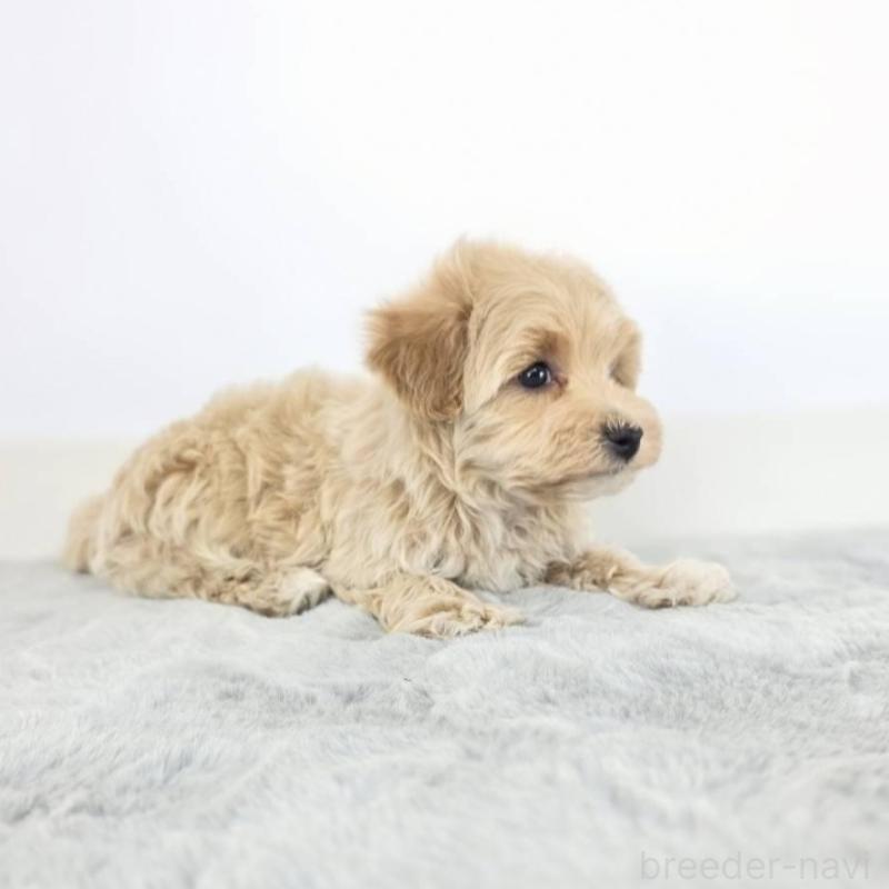 販売中の茨城県のマルプー:マルチーズ×トイプードル-444038の3枚目