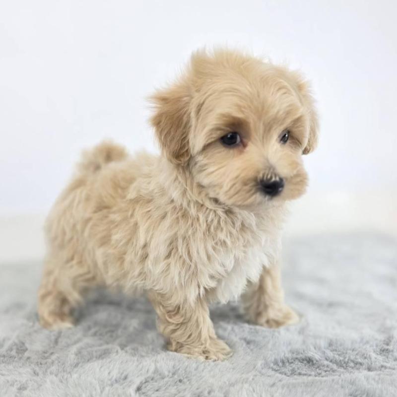 販売中の茨城県のマルプー:マルチーズ×トイプードル-444038の2枚目