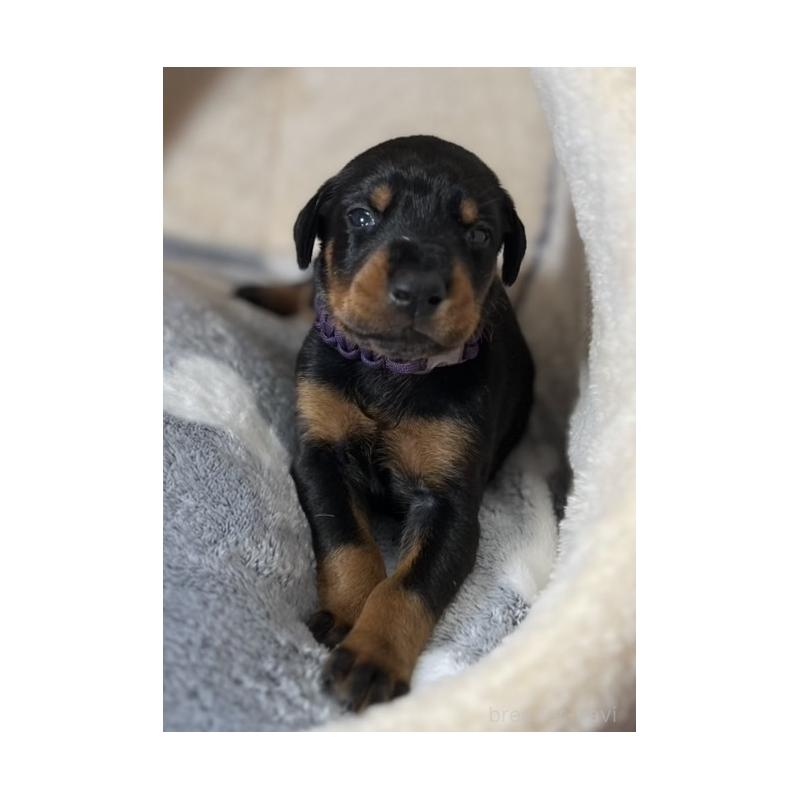 販売中の岩手県のドーベルマン-441101