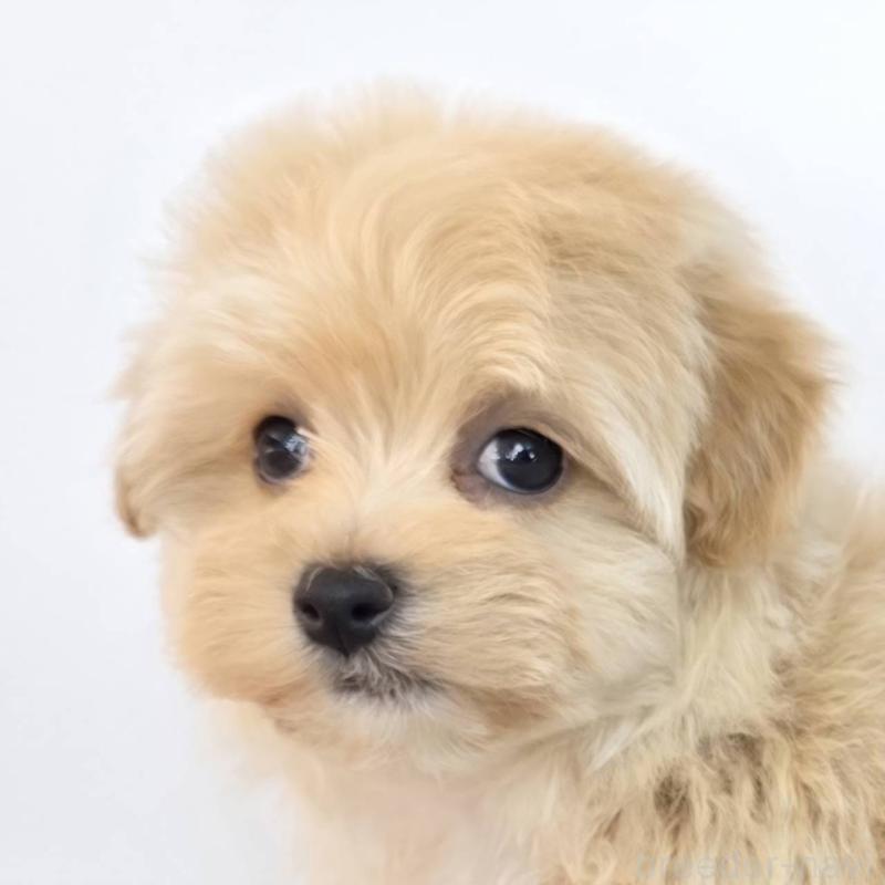 販売中の茨城県のマルプー:マルチーズ×トイプードル-444039の6枚目