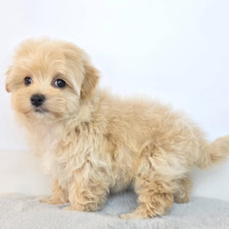 販売中の茨城県のマルプー:マルチーズ×トイプードル-444039の5枚目