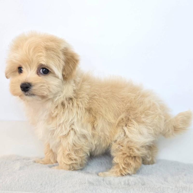 販売中の茨城県のマルプー:マルチーズ×トイプードル-444039の4枚目