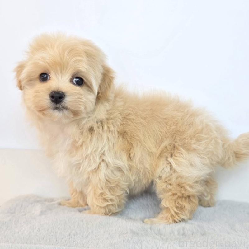 販売中の茨城県のマルプー:マルチーズ×トイプードル-444039の3枚目