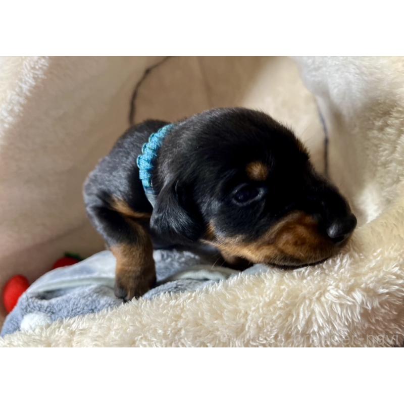 販売中の岩手県のドーベルマン-441601