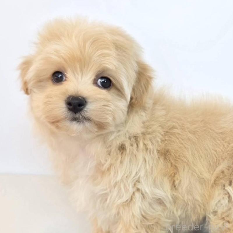 販売中の茨城県のマルプー:マルチーズ×トイプードル-444039の2枚目