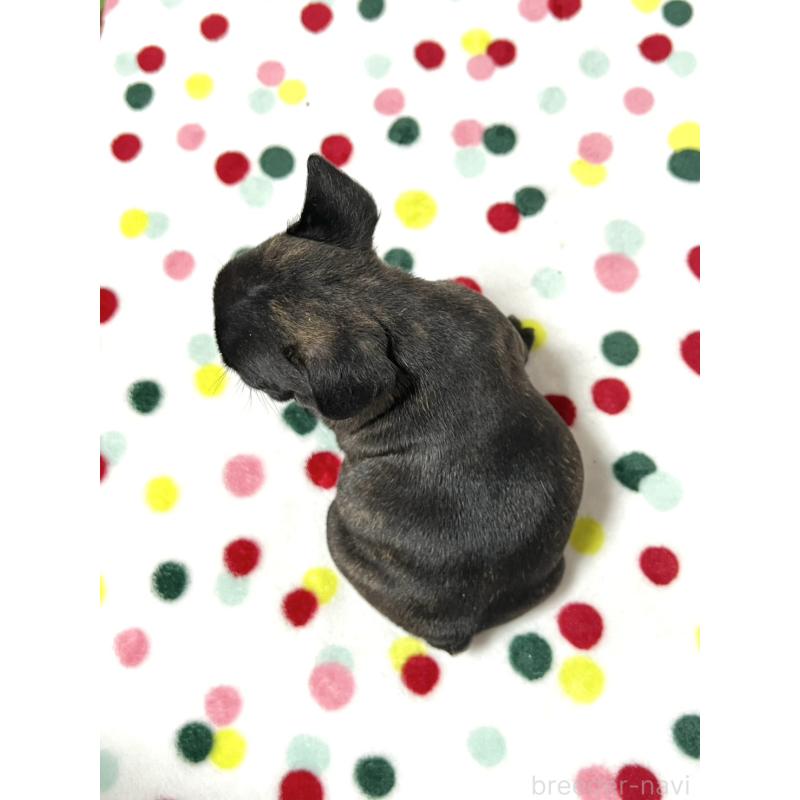 販売中の香川県のフレンチブルドッグ-444040の4枚目