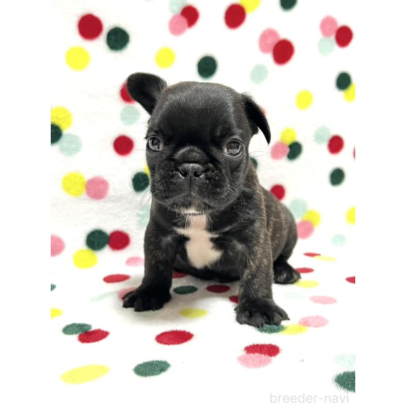 販売中の香川県のフレンチブルドッグ-444040の1枚目