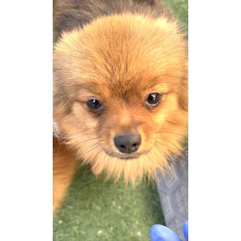 販売中の群馬県のポメラニアン-406253の5枚目