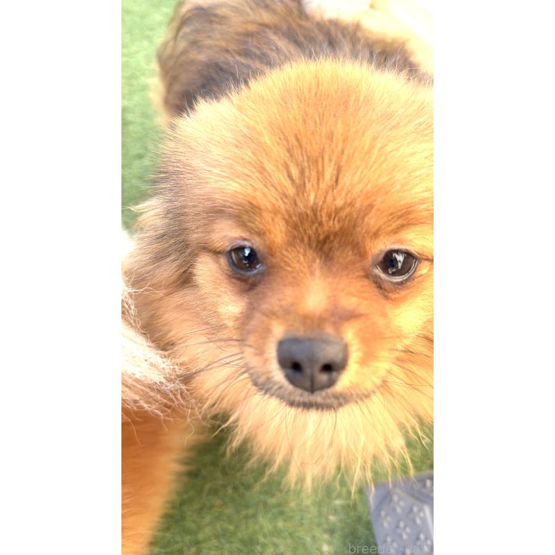 販売中の群馬県のポメラニアン-406253の4枚目