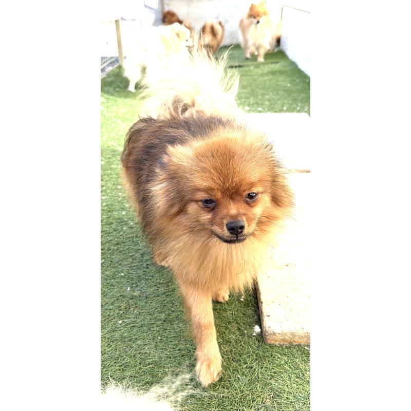 販売中の群馬県のポメラニアン-406253の3枚目
