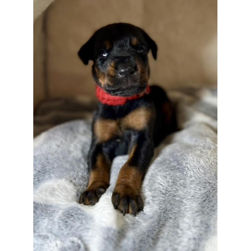 販売中の岩手県のドーベルマン-444042の1枚目