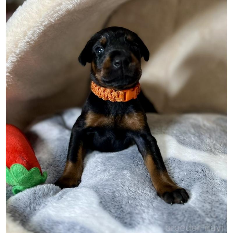 販売中の岩手県のドーベルマン-444043