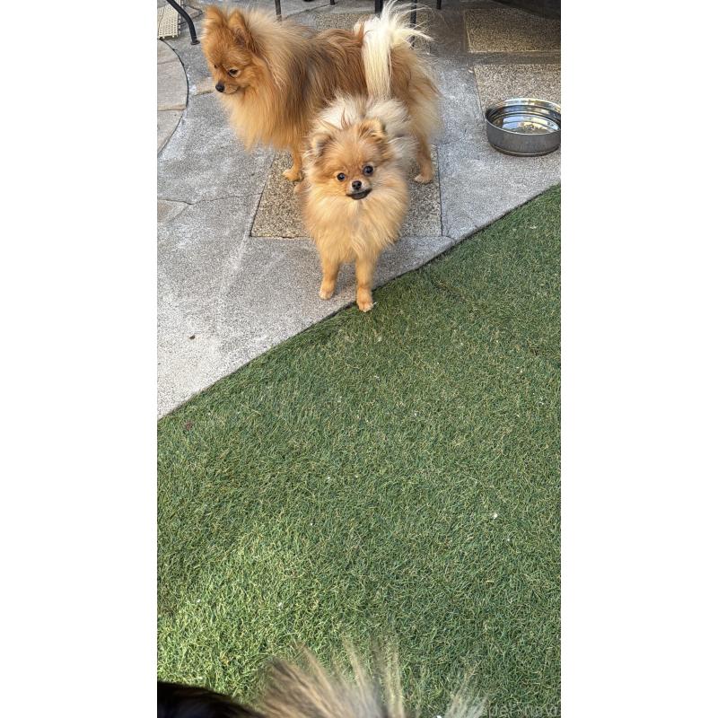 販売中の群馬県のポメラニアン-406682の4枚目