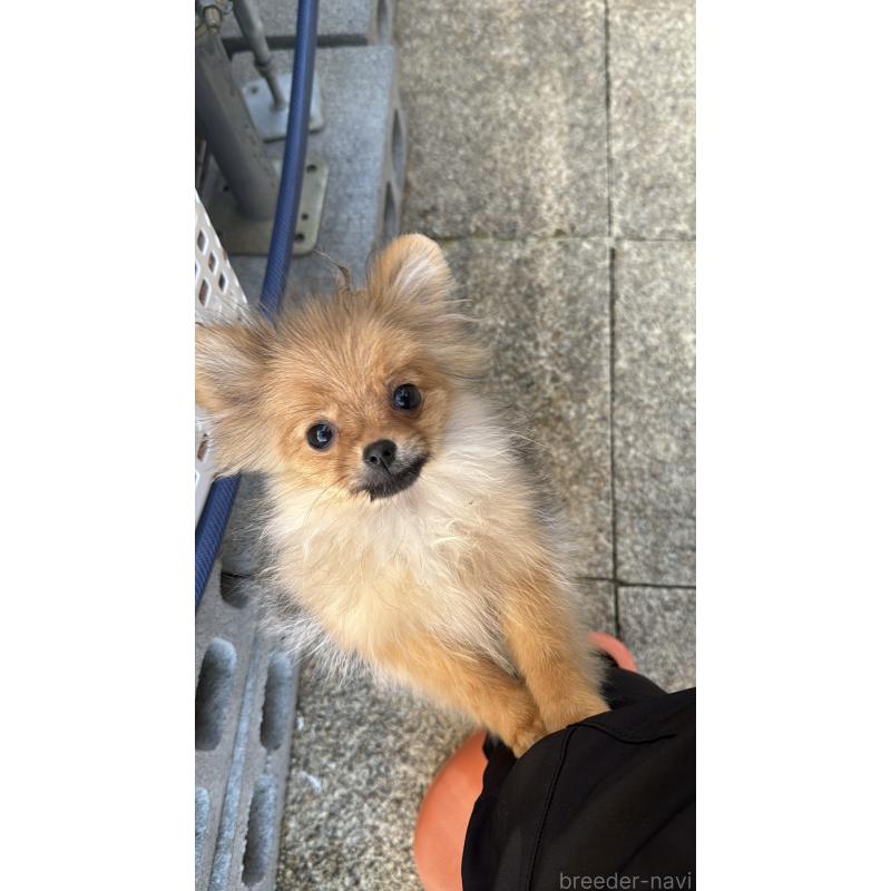 販売中の群馬県のポメラニアン-406682の3枚目