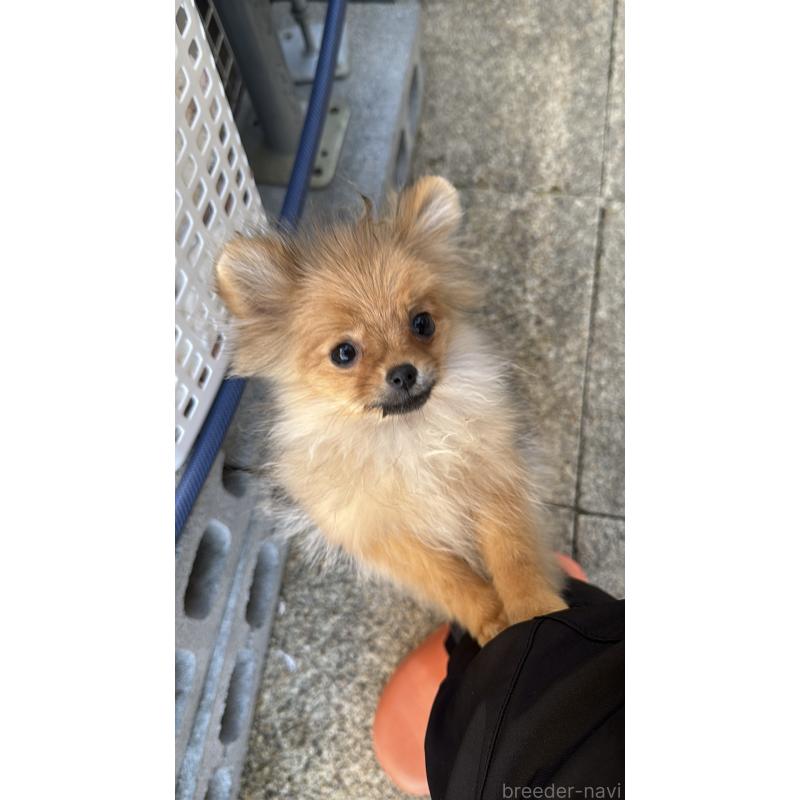 販売中の群馬県のポメラニアン-406682の2枚目