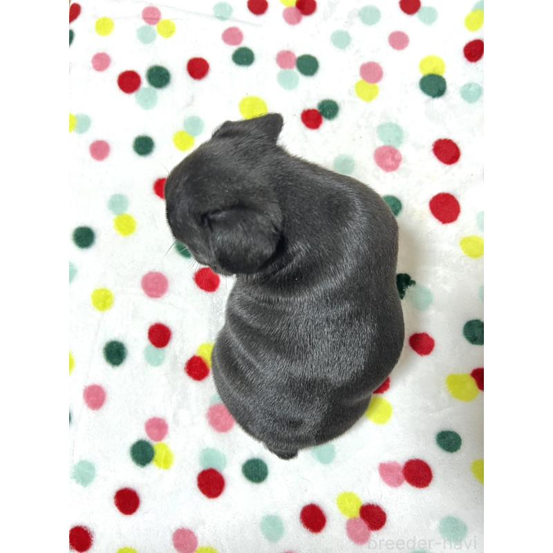 販売中の香川県のフレンチブルドッグ-444045の4枚目