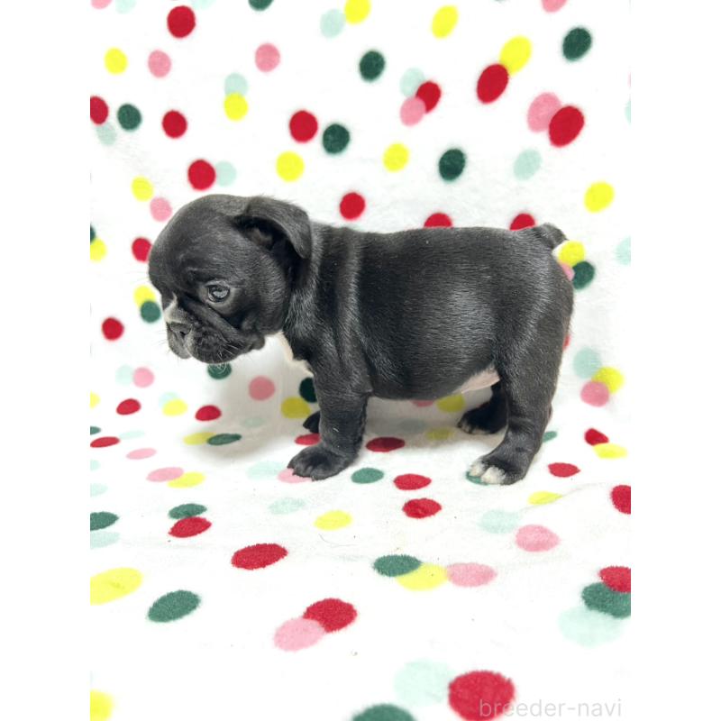 販売中の香川県のフレンチブルドッグ-444045の3枚目