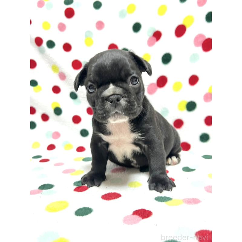 販売中の香川県のフレンチブルドッグ-444045の2枚目