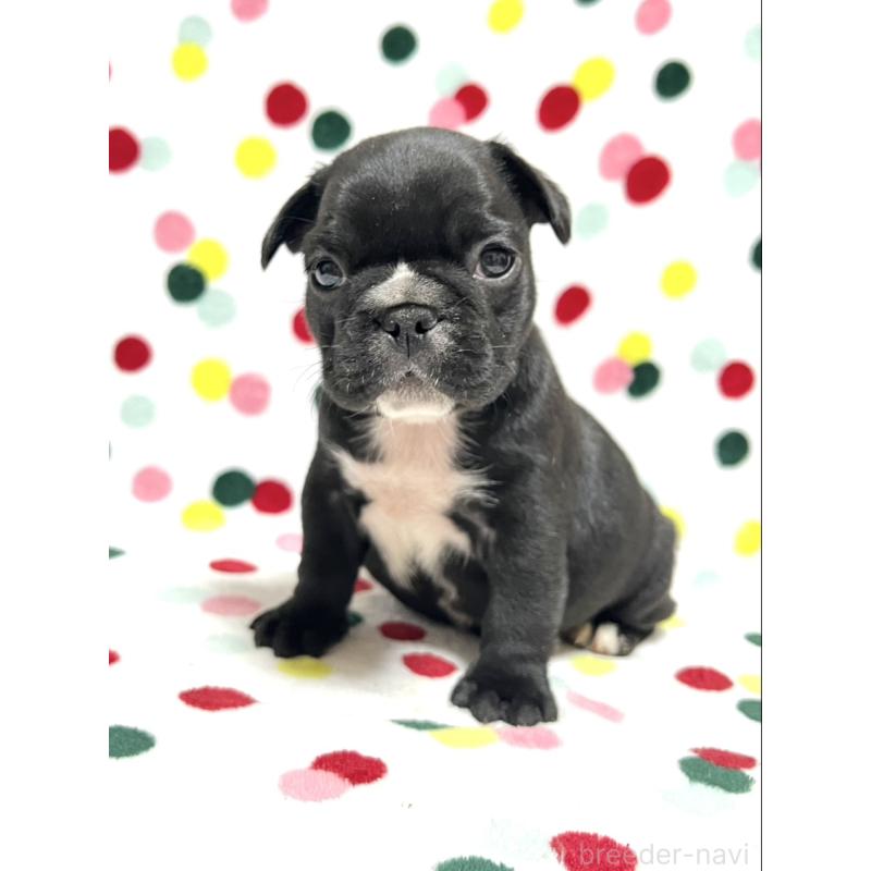 販売中の香川県のフレンチブルドッグ-444045