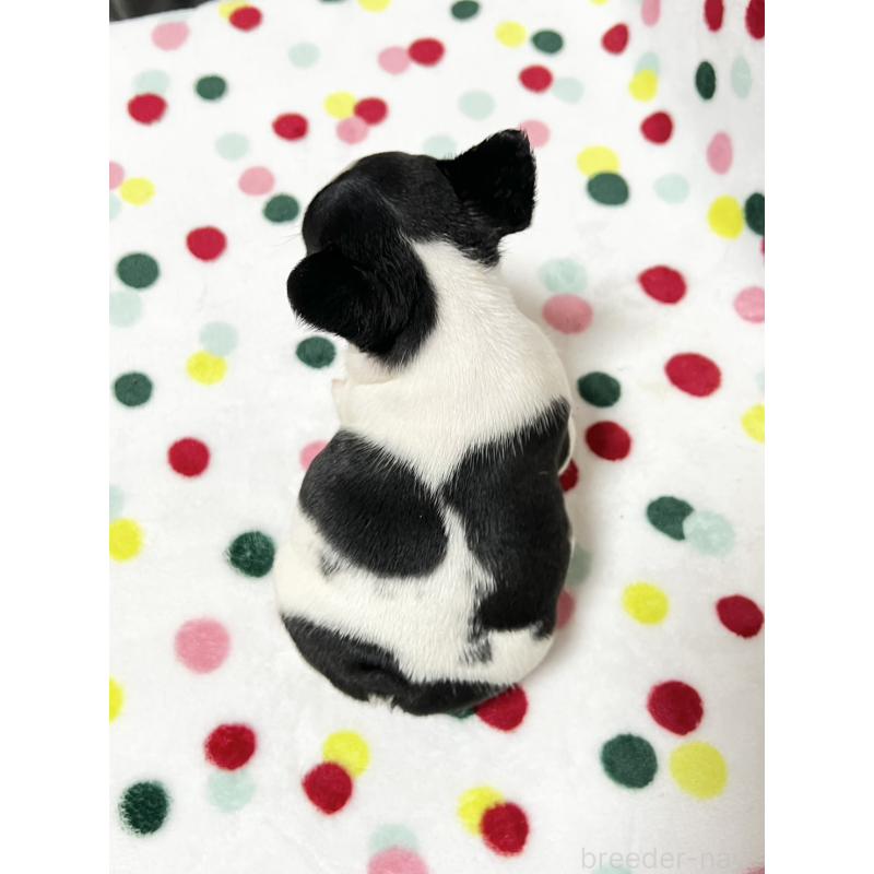 販売中の香川県のフレンチブルドッグ-444046の4枚目