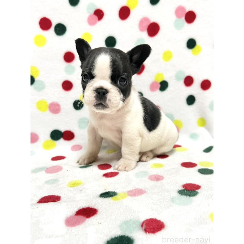 販売中の香川県のフレンチブルドッグ-444046の2枚目