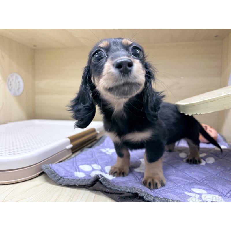 販売中の東京都のミニチュアダックスフンド(ロングヘアード)-434389の1枚目