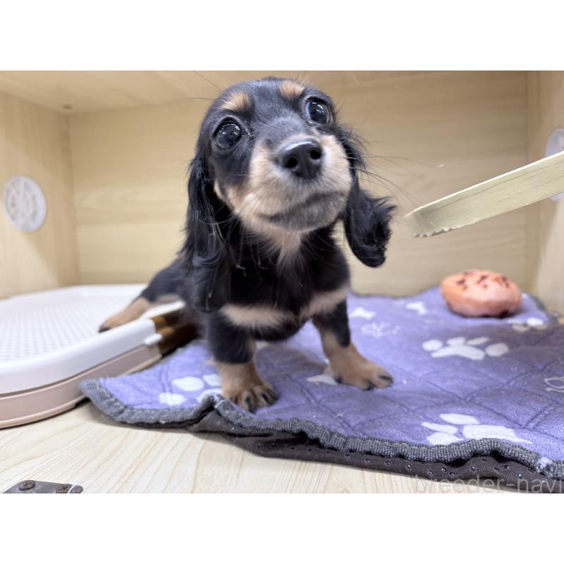 販売中の東京都のミニチュアダックスフンド(ロングヘアード)-434389の2枚目