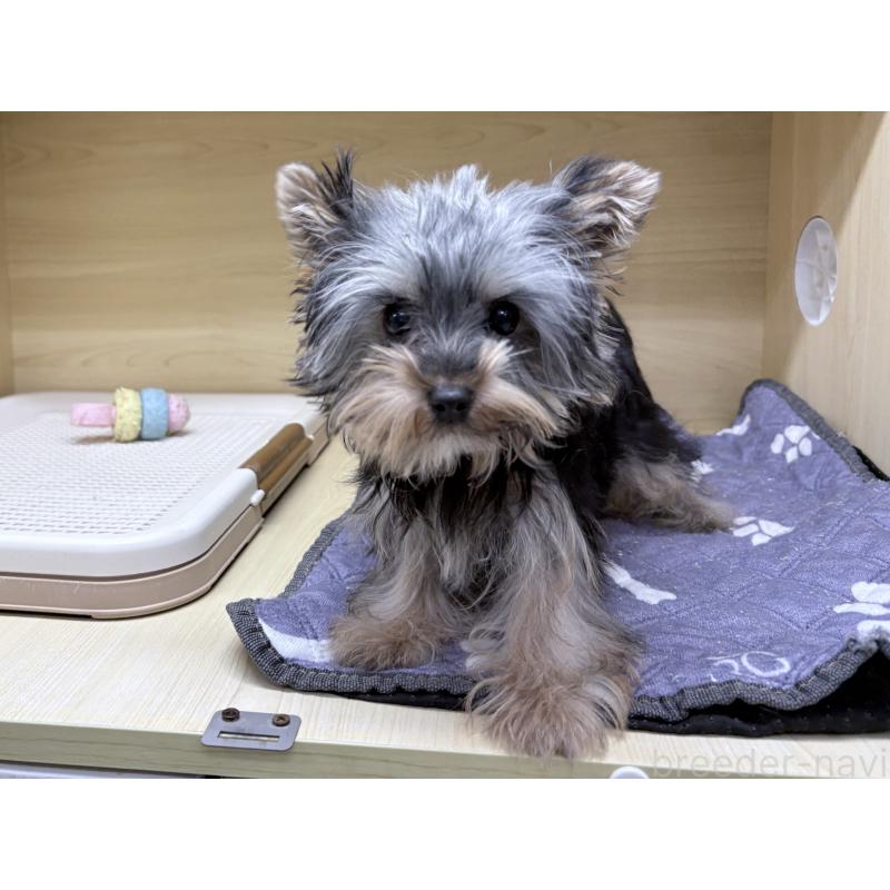 販売中の東京都のヨークシャーテリア-422521