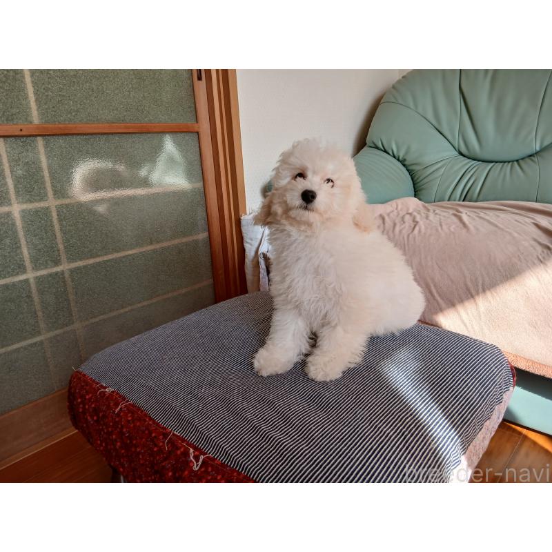 販売中の愛媛県のタイニープードル-434357の4枚目